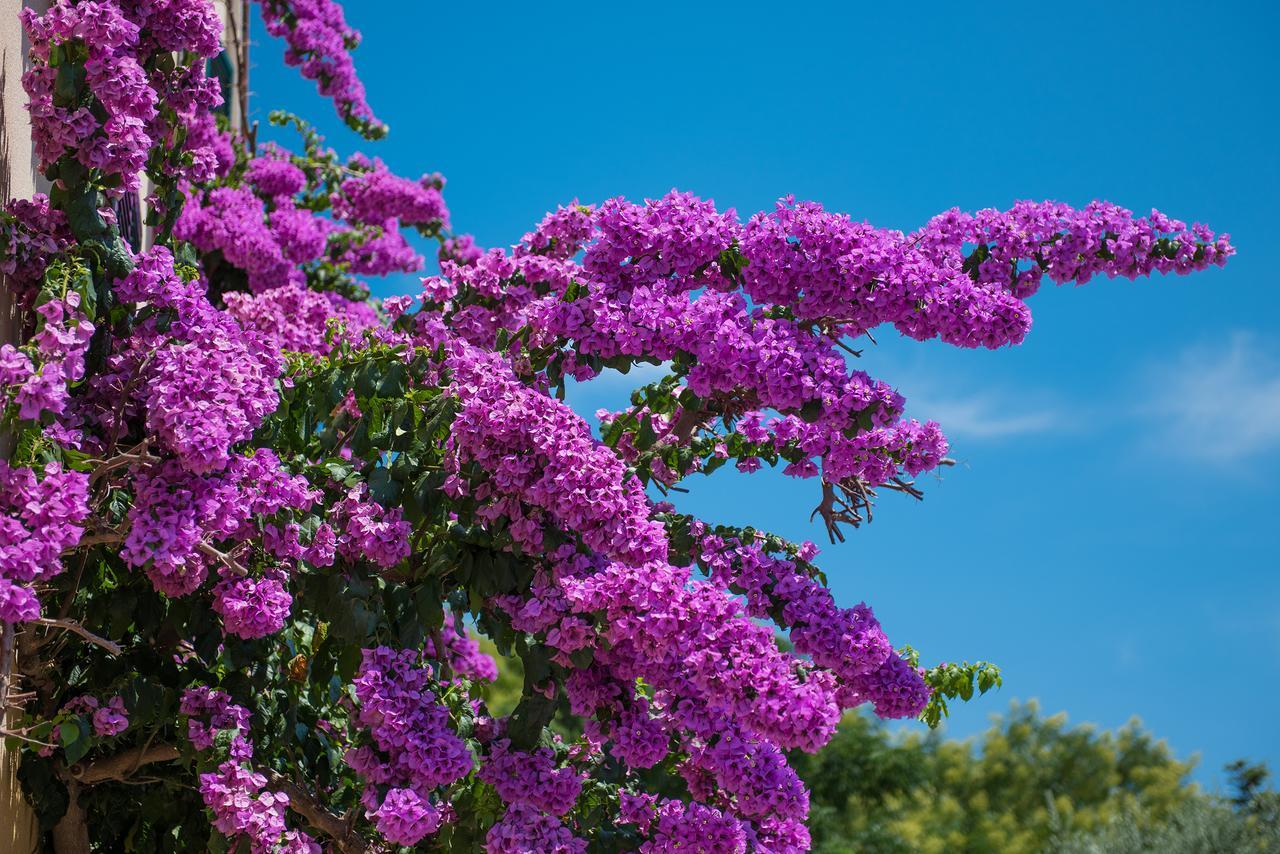 Villa Ani Novalja Bagian luar foto